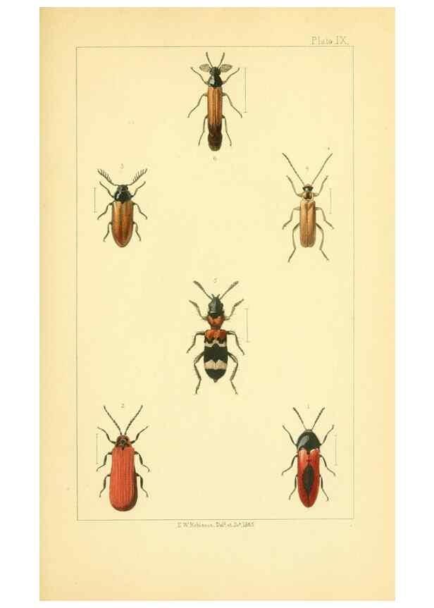 Reproducción/Reproduction 49535128806: British beetles: an introduction to the study of our indigenous Coleoptera.. London,L. Reeve & Co.,1866.. 