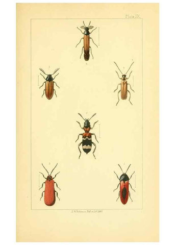 Reproducción/Reproduction 49535128806: British beetles: an introduction to the study of our indigenous Coleoptera.. London,L. Reeve & Co.,1866.. 