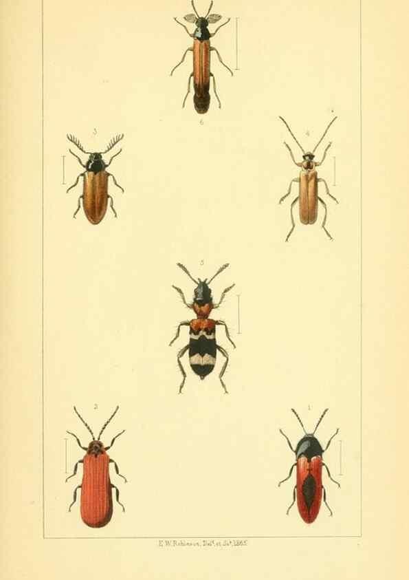 Reproducción/Reproduction 49535128806: British beetles: an introduction to the study of our indigenous Coleoptera.. London,L. Reeve & Co.,1866.. 