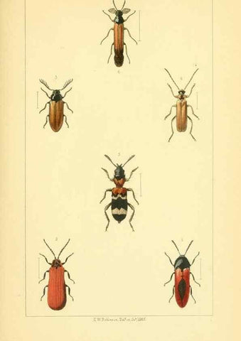 Reproducción/Reproduction 49535128806: British beetles: an introduction to the study of our indigenous Coleoptera.. London,L. Reeve & Co.,1866.. 