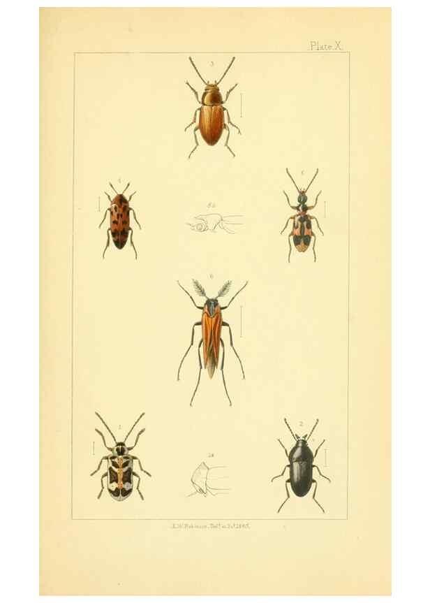 Reproducción/Reproduction 49535357677: British beetles: an introduction to the study of our indigenous Coleoptera.. London,L. Reeve & Co.,1866.. 