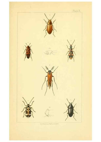 Reproducción/Reproduction 49535357677: British beetles: an introduction to the study of our indigenous Coleoptera.. London,L. Reeve & Co.,1866.. 