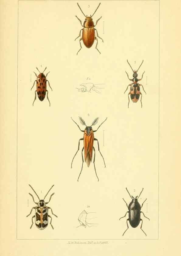 Reproducción/Reproduction 49535357677: British beetles: an introduction to the study of our indigenous Coleoptera.. London,L. Reeve & Co.,1866.. 