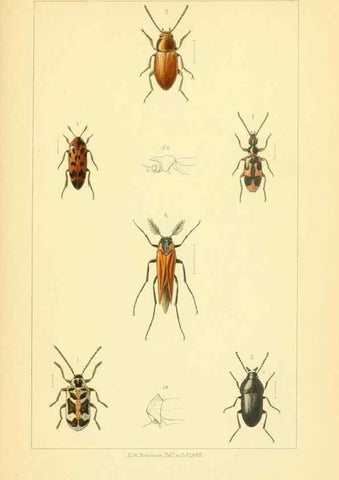 Reproducción/Reproduction 49535357677: British beetles: an introduction to the study of our indigenous Coleoptera.. London,L. Reeve & Co.,1866.. 