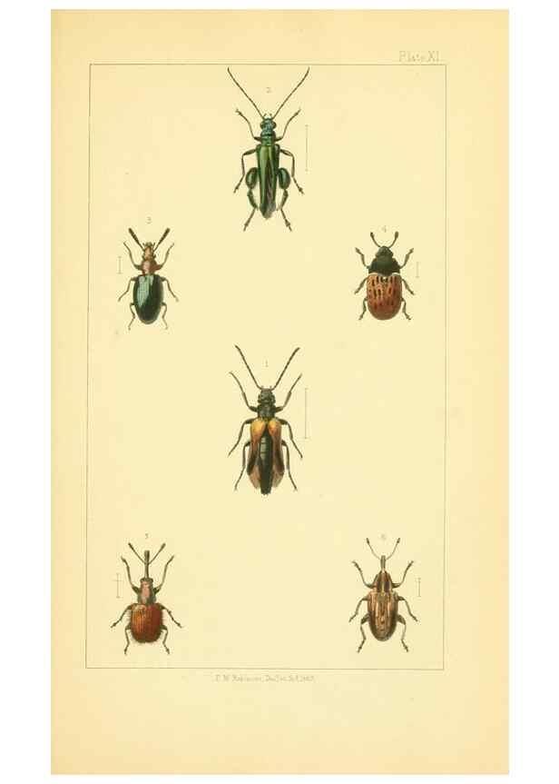 Reproducción/Reproduction 49535129246: British beetles: an introduction to the study of our indigenous Coleoptera.. London,L. Reeve & Co.,1866.. 