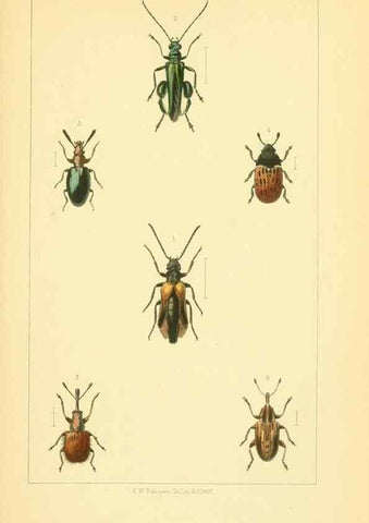 Reproducción/Reproduction 49535129246: British beetles: an introduction to the study of our indigenous Coleoptera.. London,L. Reeve & Co.,1866.. 