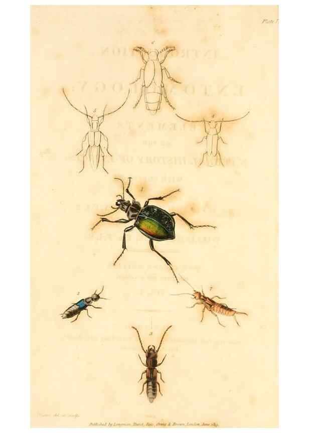 Reproducción/Reproduction 49534558488: An introduction to entomology, or, Elements of the natural history of insects : with plates /. London :Printed for Longman, Hurst, Rees, Orme, and Brown,1816-1826.. 
