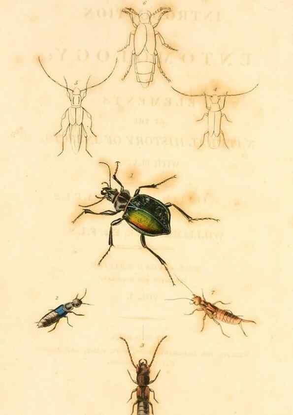 Reproducción/Reproduction 49534558488: An introduction to entomology, or, Elements of the natural history of insects : with plates /. London :Printed for Longman, Hurst, Rees, Orme, and Brown,1816-1826.. 