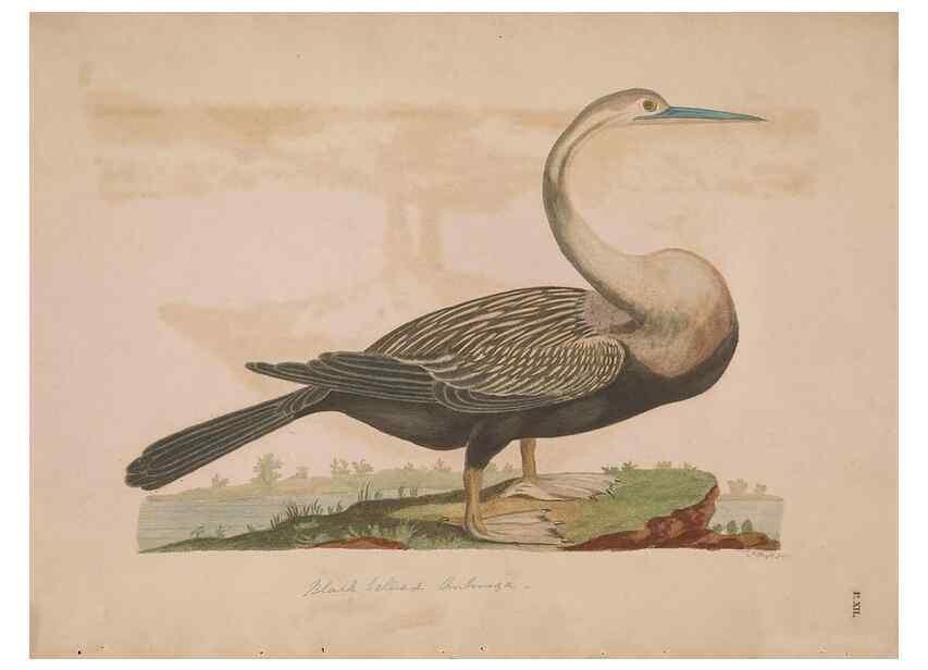 Reproducción/Reproduction 49535017631: Indian zoology. [London] :[publisher not identified],[1769]. 