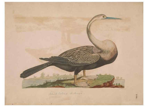 Reproducción/Reproduction 49535017631: Indian zoology. [London] :[publisher not identified],[1769]. 