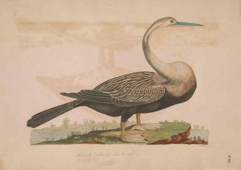 Reproducción/Reproduction 49535017631: Indian zoology. [London] :[publisher not identified],[1769]. 