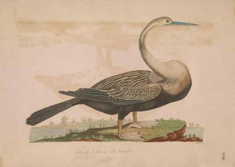 Reproducción/Reproduction 49535017631: Indian zoology. [London] :[publisher not identified],[1769]. 