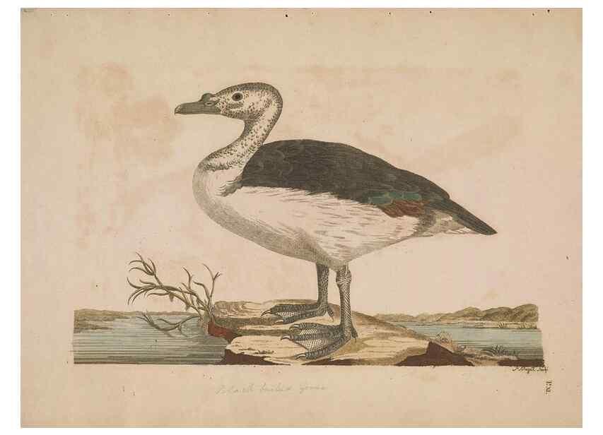 Reproducción/Reproduction 49534521838: Indian zoology. [London] :[publisher not identified],[1769]. 