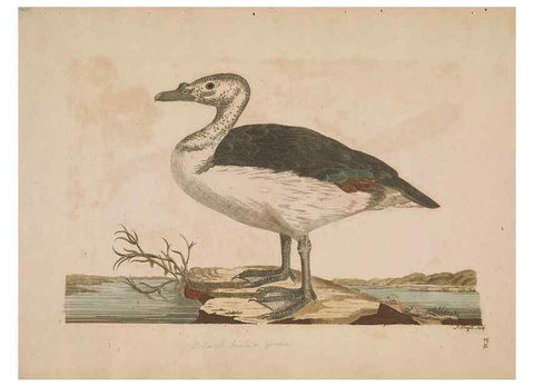 Reproducción/Reproduction 49534521838: Indian zoology. [London] :[publisher not identified],[1769]. 