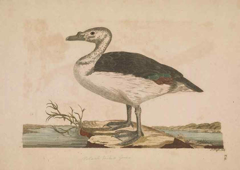 Reproducción/Reproduction 49534521838: Indian zoology. [London] :[publisher not identified],[1769]. 