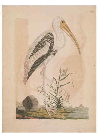 Reproducción/Reproduction 49534521558: Indian zoology. [London] :[publisher not identified],[1769]. 