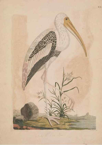 Reproducción/Reproduction 49534521558: Indian zoology. [London] :[publisher not identified],[1769]. 