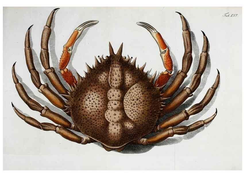 Reproducción/Reproduction 49535080097: Versuch einer Naturgeschichte der Krabben und Krebse :. Berlin ;Bei Gottlieb August Lange,1782-1804.. 