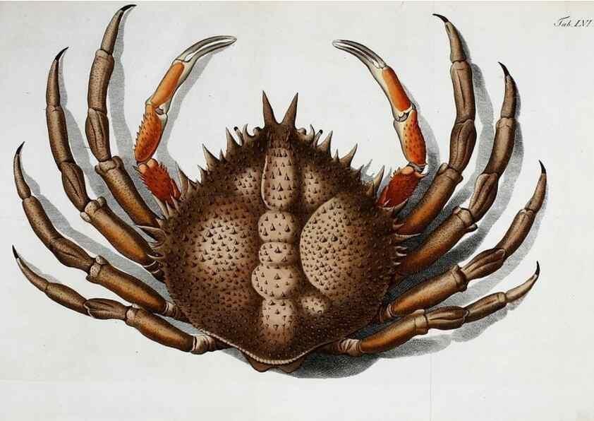 Reproducción/Reproduction 49535080097: Versuch einer Naturgeschichte der Krabben und Krebse :. Berlin ;Bei Gottlieb August Lange,1782-1804.. 