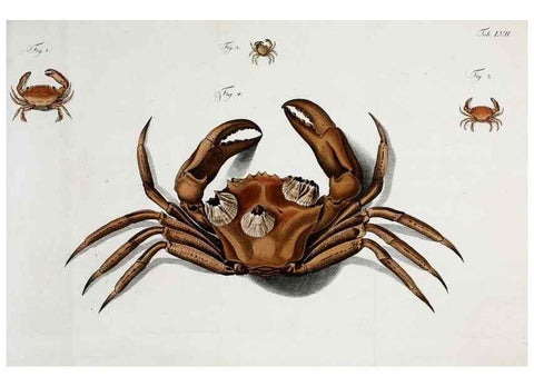 Reproducción/Reproduction 49535080312: Versuch einer Naturgeschichte der Krabben und Krebse :. Berlin ;Bei Gottlieb August Lange,1782-1804.. 