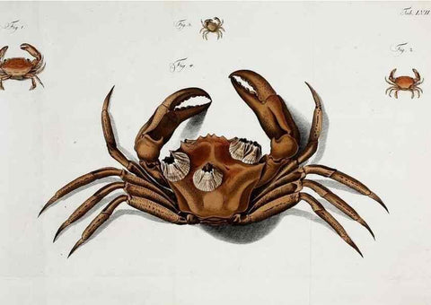 Reproducción/Reproduction 49535080312: Versuch einer Naturgeschichte der Krabben und Krebse :. Berlin ;Bei Gottlieb August Lange,1782-1804.. 