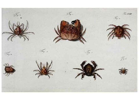 Reproducción/Reproduction 49534853101: Versuch einer Naturgeschichte der Krabben und Krebse :. Berlin ;Bei Gottlieb August Lange,1782-1804.. 