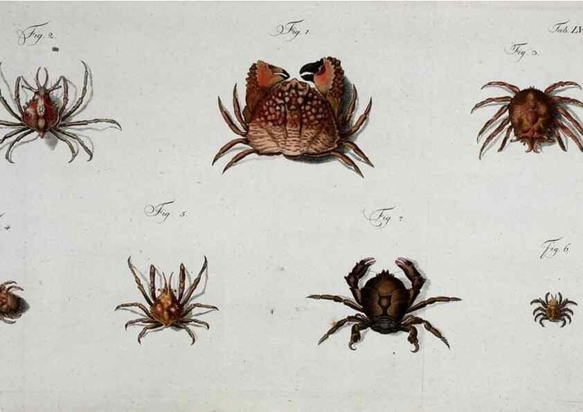 Reproducción/Reproduction 49534853101: Versuch einer Naturgeschichte der Krabben und Krebse :. Berlin ;Bei Gottlieb August Lange,1782-1804.. 