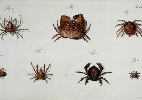 Reproducción/Reproduction 49534853101: Versuch einer Naturgeschichte der Krabben und Krebse :. Berlin ;Bei Gottlieb August Lange,1782-1804.. 