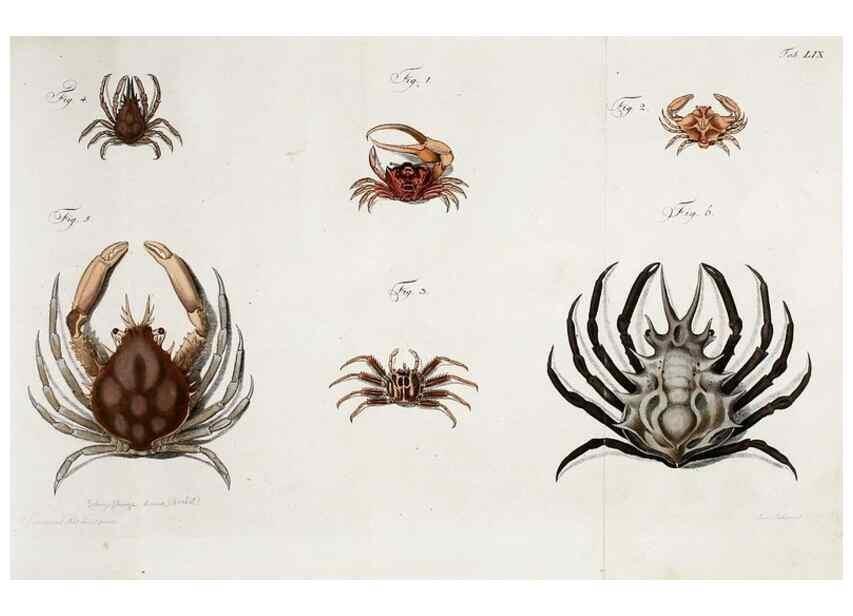 Reproducción/Reproduction 49535080717: Versuch einer Naturgeschichte der Krabben und Krebse :. Berlin ;Bei Gottlieb August Lange,1782-1804.. 