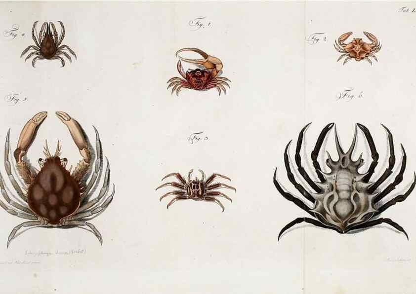 Reproducción/Reproduction 49535080717: Versuch einer Naturgeschichte der Krabben und Krebse :. Berlin ;Bei Gottlieb August Lange,1782-1804.. 