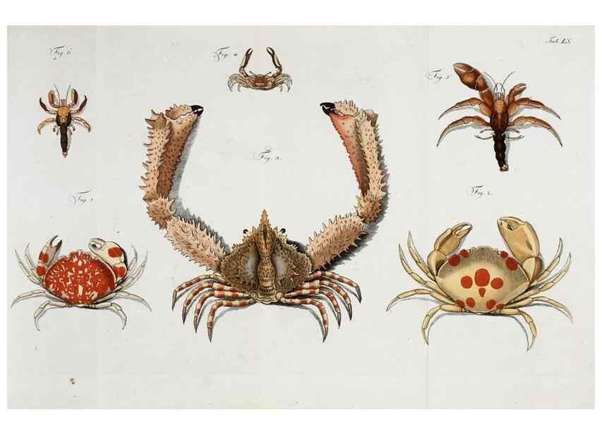 Reproducción/Reproduction 49535080932: Versuch einer Naturgeschichte der Krabben und Krebse :. Berlin ;Bei Gottlieb August Lange,1782-1804.. 