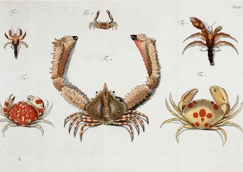 Reproducción/Reproduction 49535080932: Versuch einer Naturgeschichte der Krabben und Krebse :. Berlin ;Bei Gottlieb August Lange,1782-1804.. 