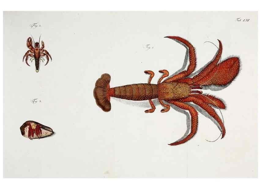 Reproducción/Reproduction 49535081162: Versuch einer Naturgeschichte der Krabben und Krebse :. Berlin ;Bei Gottlieb August Lange,1782-1804.. 
