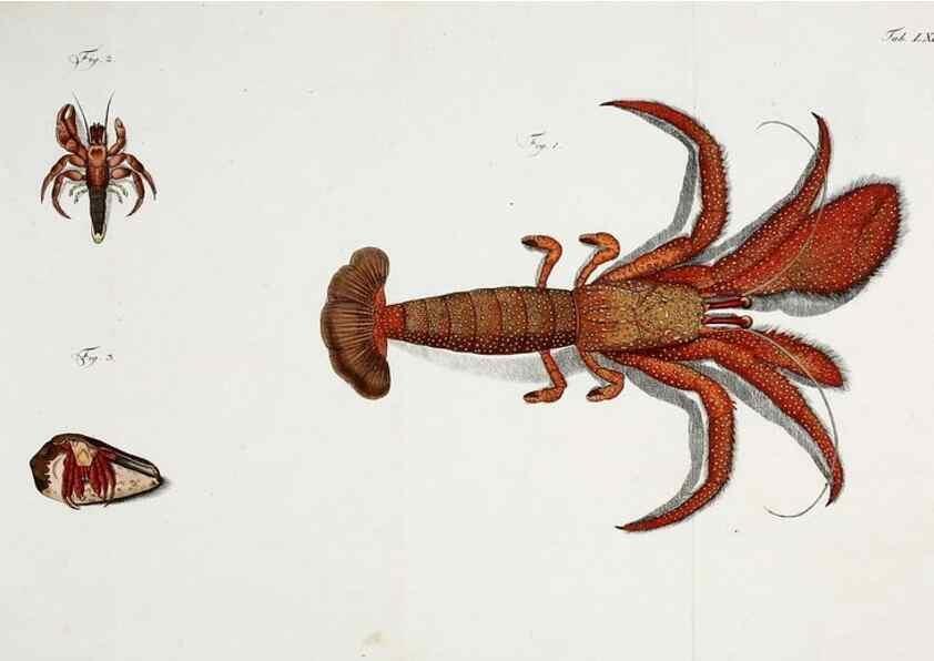 Reproducción/Reproduction 49535081162: Versuch einer Naturgeschichte der Krabben und Krebse :. Berlin ;Bei Gottlieb August Lange,1782-1804.. 