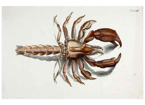 Reproducción/Reproduction 49534853971: Versuch einer Naturgeschichte der Krabben und Krebse :. Berlin ;Bei Gottlieb August Lange,1782-1804.. 