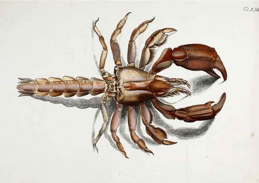 Reproducción/Reproduction 49534853971: Versuch einer Naturgeschichte der Krabben und Krebse :. Berlin ;Bei Gottlieb August Lange,1782-1804.. 