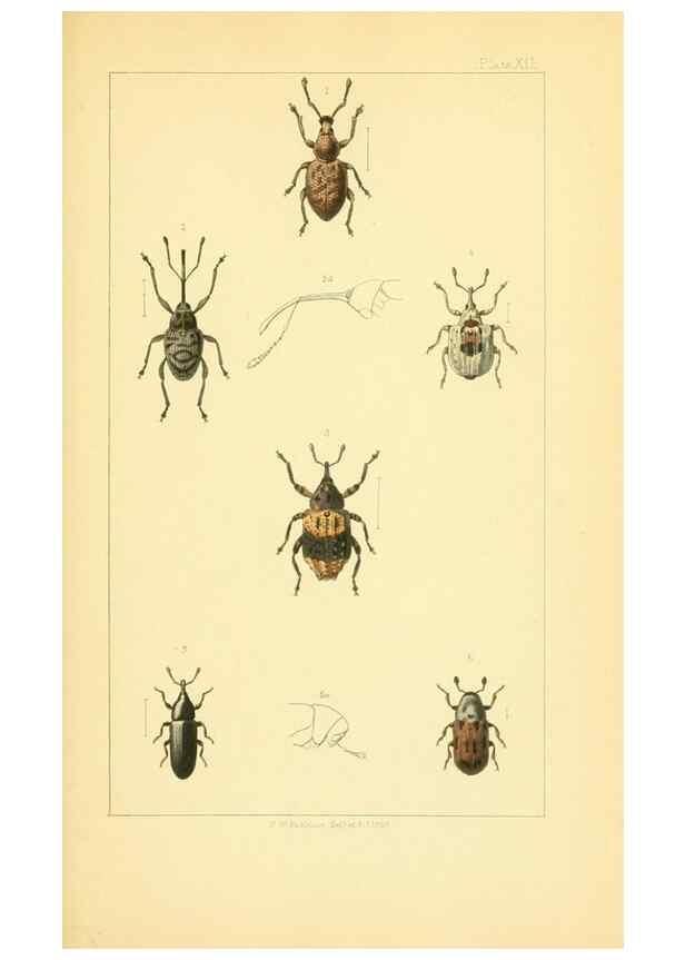 Reproducción/Reproduction 49535358127: British beetles: an introduction to the study of our indigenous Coleoptera.. London,L. Reeve & Co.,1866.. 