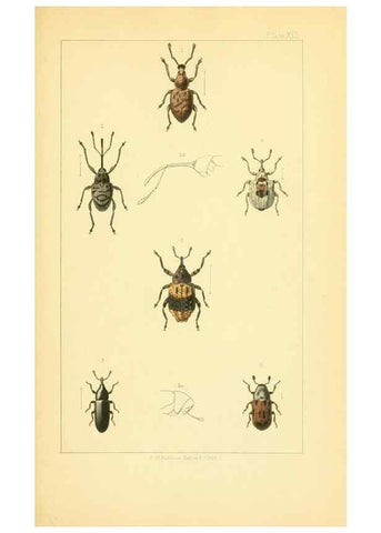 Reproducción/Reproduction 49535358127: British beetles: an introduction to the study of our indigenous Coleoptera.. London,L. Reeve & Co.,1866.. 