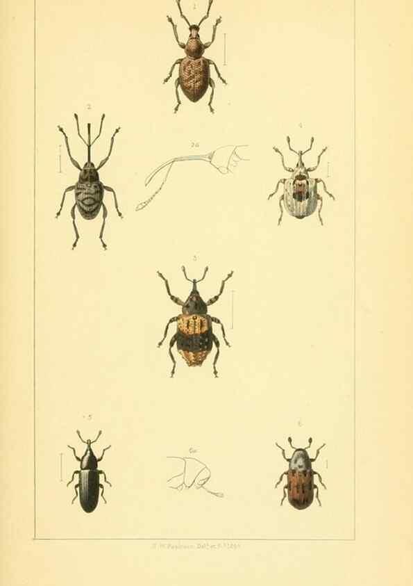 Reproducción/Reproduction 49535358127: British beetles: an introduction to the study of our indigenous Coleoptera.. London,L. Reeve & Co.,1866.. 