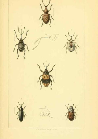 Reproducción/Reproduction 49535358127: British beetles: an introduction to the study of our indigenous Coleoptera.. London,L. Reeve & Co.,1866.. 