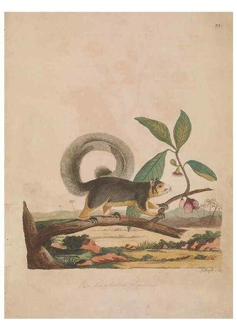Reproducción/Reproduction 49535242477: Indian zoology. [London] :[publisher not identified],[1769]. 