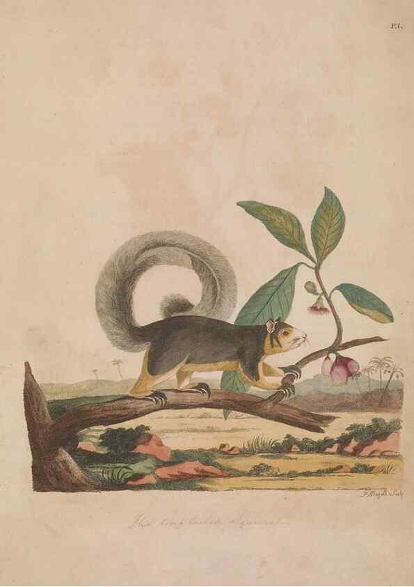 Reproducción/Reproduction 49535242477: Indian zoology. [London] :[publisher not identified],[1769]. 