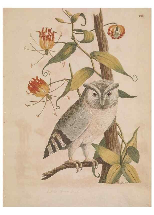 Reproducción/Reproduction 49534520263: Indian zoology. [London] :[publisher not identified],[1769]. 