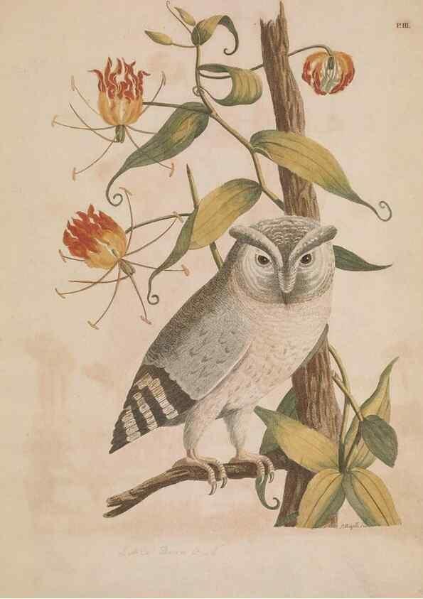 Reproducción/Reproduction 49534520263: Indian zoology. [London] :[publisher not identified],[1769]. 