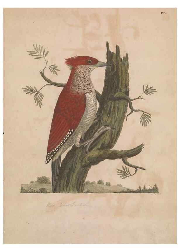 Reproducción/Reproduction 49535015876: Indian zoology. [London] :[publisher not identified],[1769]. 