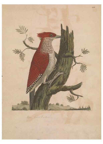 Reproducción/Reproduction 49535015876: Indian zoology. [London] :[publisher not identified],[1769]. 