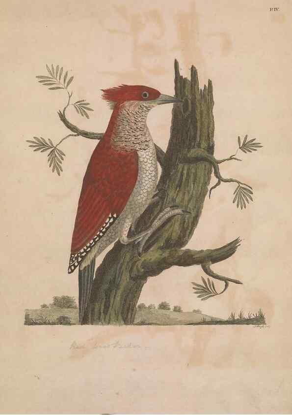 Reproducción/Reproduction 49535015876: Indian zoology. [London] :[publisher not identified],[1769]. 