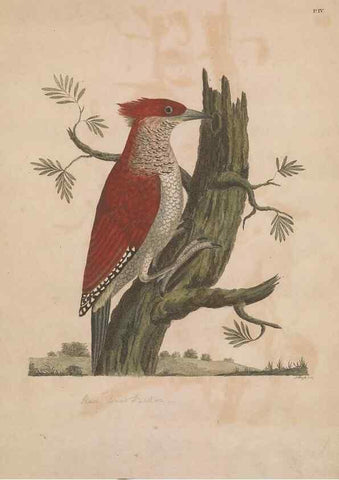Reproducción/Reproduction 49535015876: Indian zoology. [London] :[publisher not identified],[1769]. 