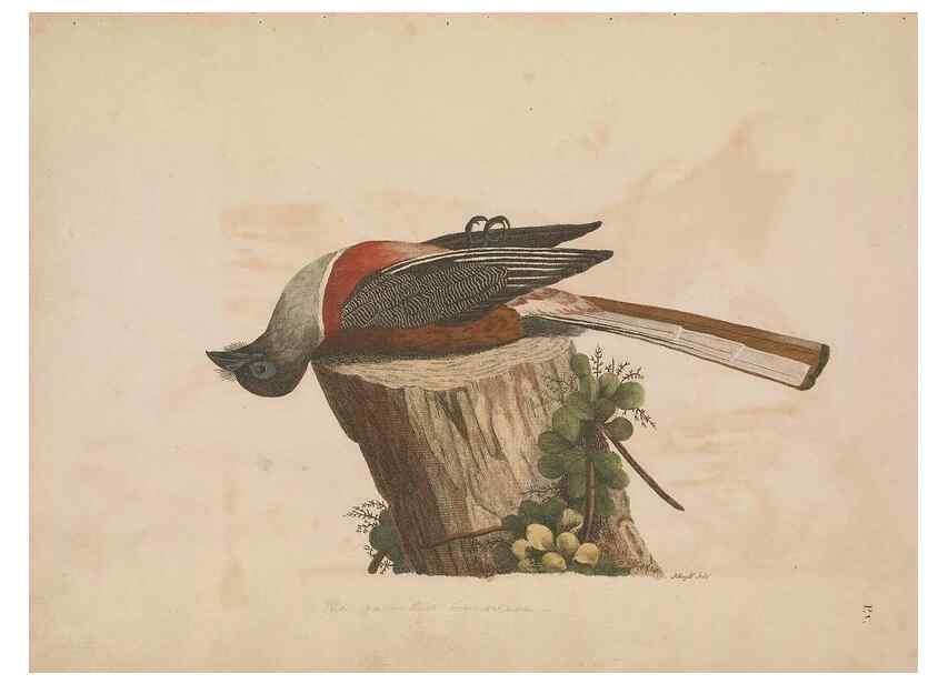Reproducción/Reproduction 49534520543: Indian zoology. [London] :[publisher not identified],[1769]. 