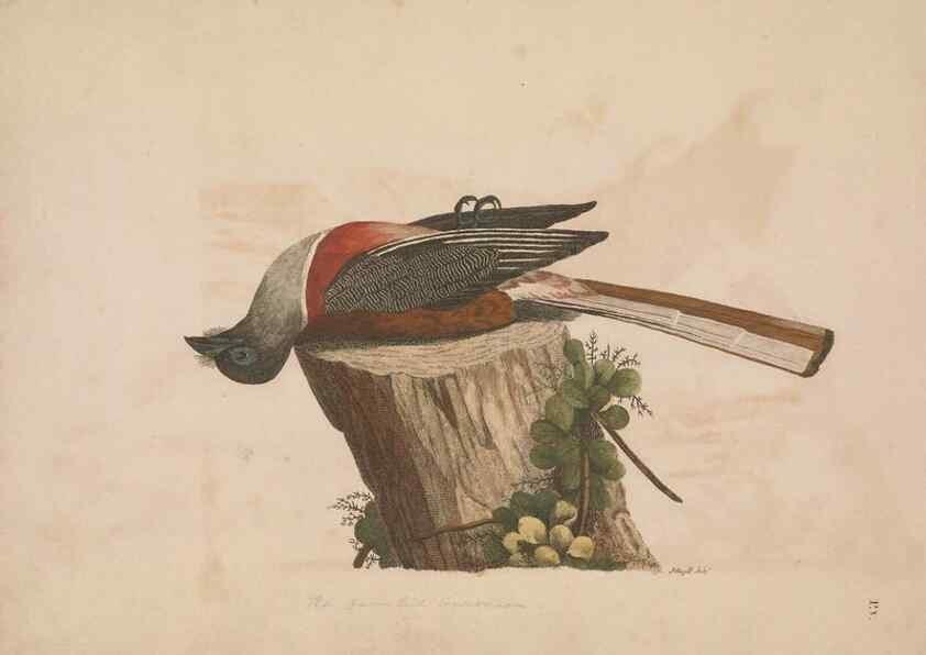 Reproducción/Reproduction 49534520543: Indian zoology. [London] :[publisher not identified],[1769]. 